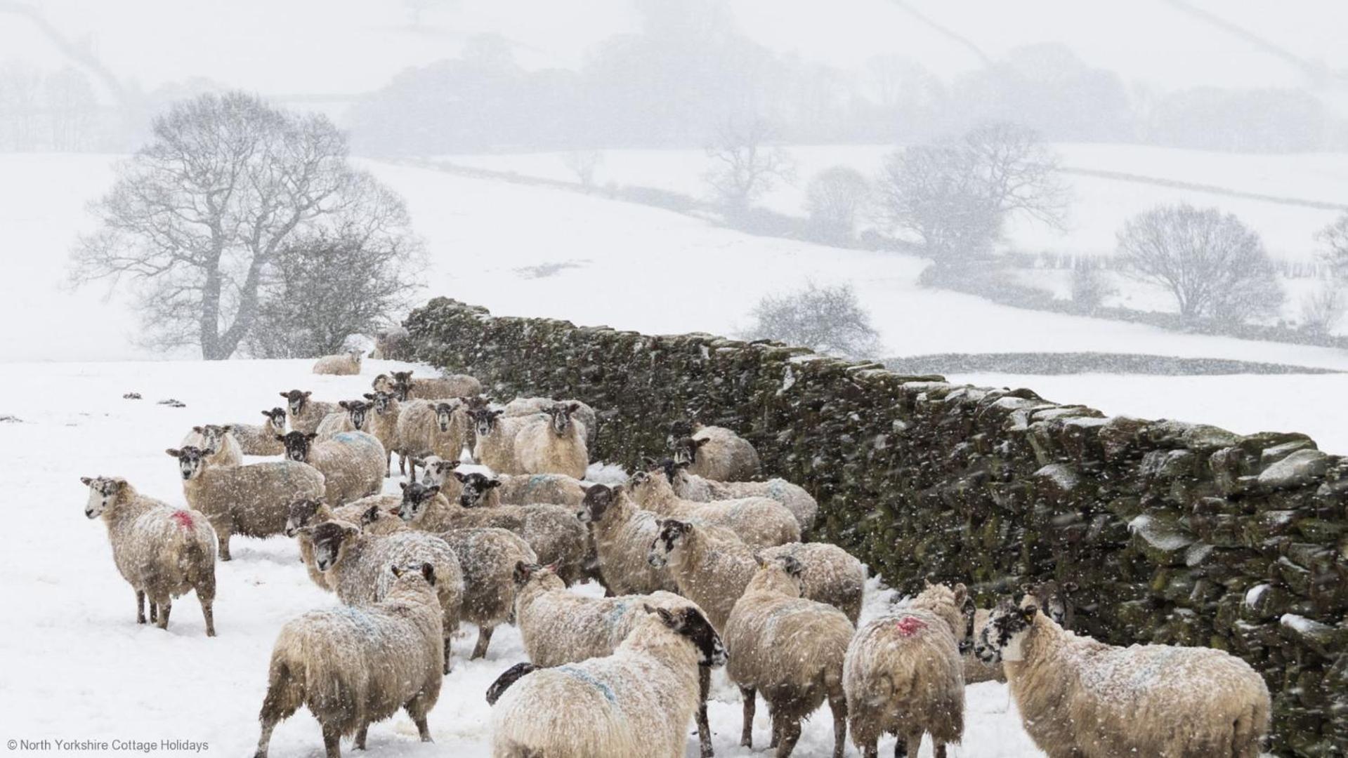Stone Cottage In Picturesque North Yorkshire Village - Bull Dog Cottage Ampleforth 외부 사진